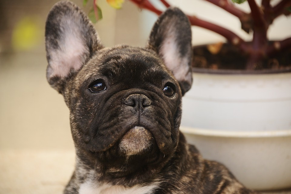 Frenchies for sale near me, AKC French Bulldog Puppies