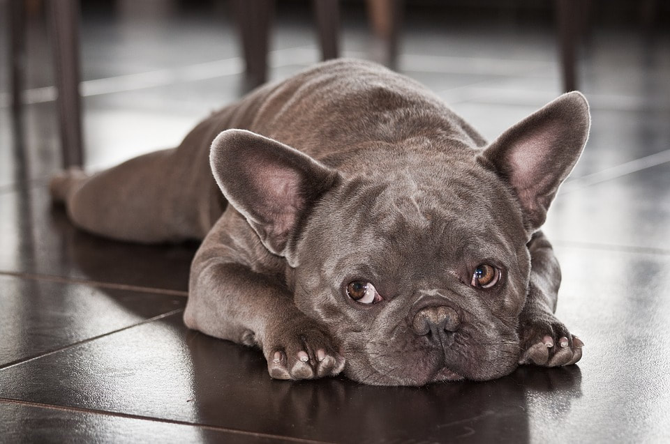 About Gemstone Frenchies, Quality Merle Frenchie Puppies