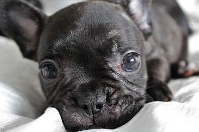 Frenchies For Sale Near Me Akc French Bulldog Puppies Northern Southern California Frenchies Merle Frenchie Puppies Gemstone Frenchies Exotic Blue Merle French Bulldog Puppies Colorful French Bulldogs Califorina Frenchies For Sale Quality French Bull