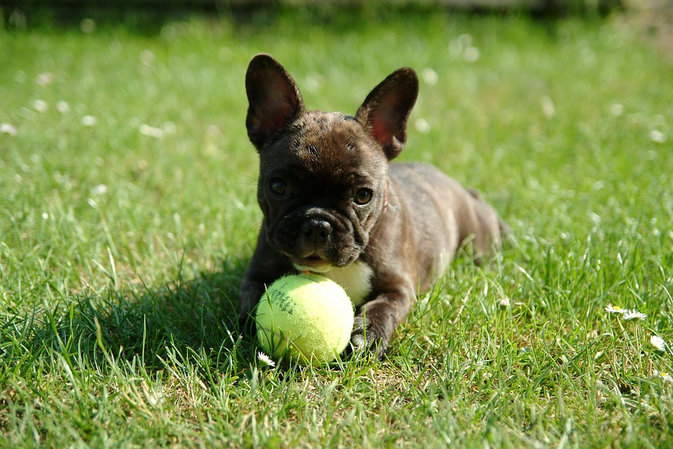 About French Bulldogs AKA "Frenchies" and History ...