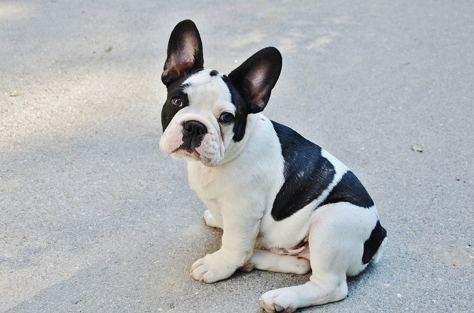 About French Bulldogs Aka Frenchies And History Gemstone Frenchies Exotic Blue Merle French Bulldog Puppies Colorful French Bulldogs Califorina Frenchies For Sale Quality French Bull Dog Breeders Usa Moringa For Dogs French Bulldog Adoption Near